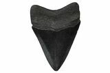 Fossil Megalodon Tooth - South Carolina #374762-1